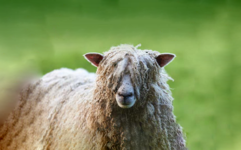 Is the Wool Pulled Over Your Eyes? | Special to BetterInvesting